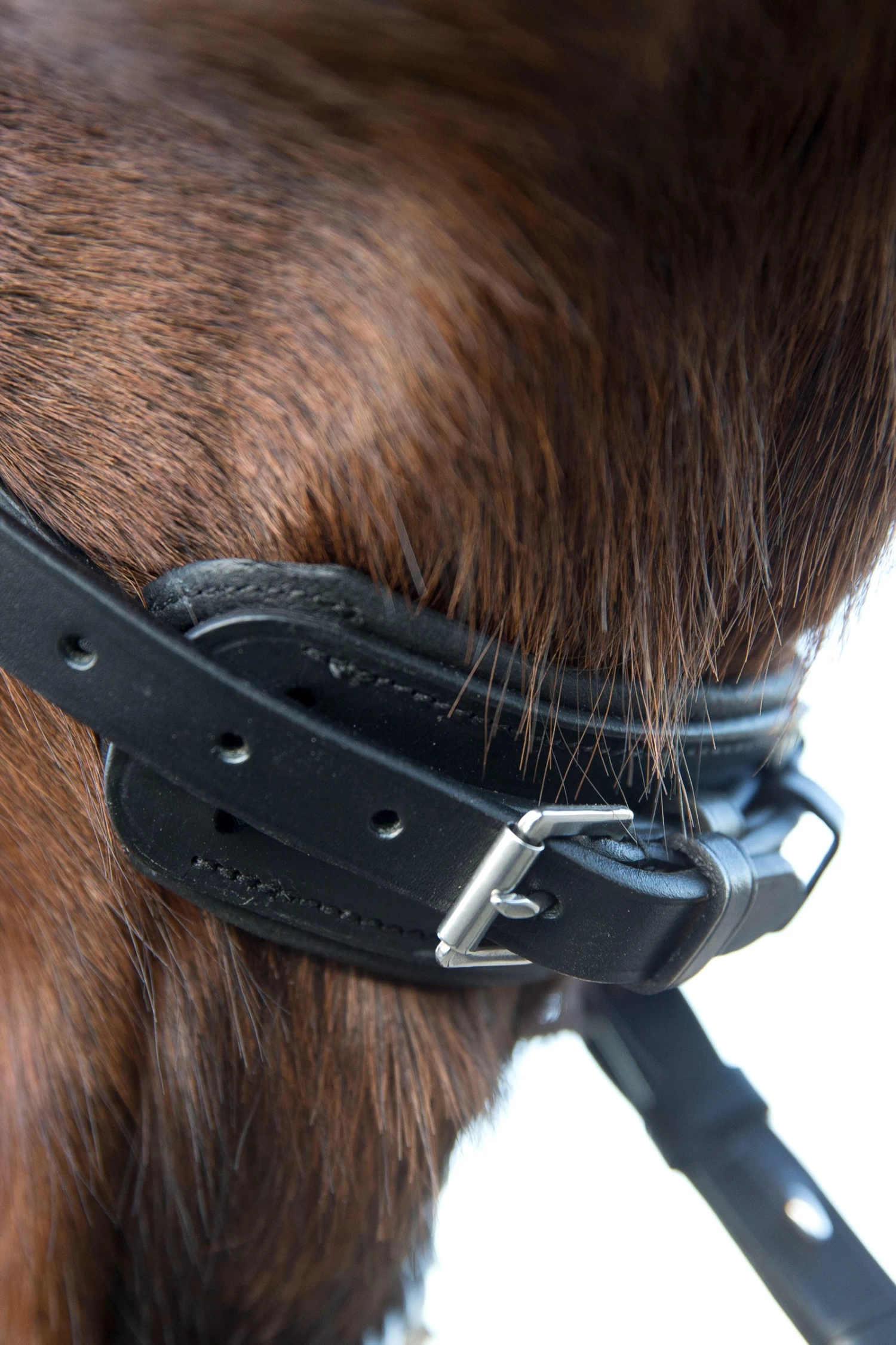 Horze Laelia Kandarenzaum – Bild 5