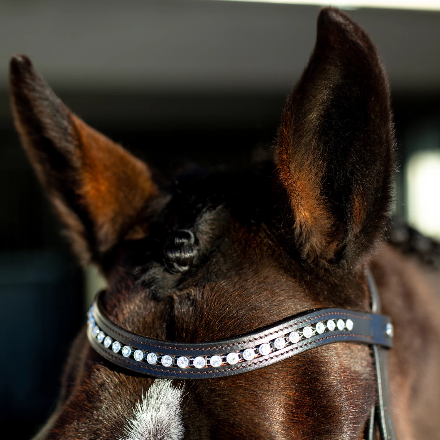 Horze Bergen Remont Trense – Bild 4